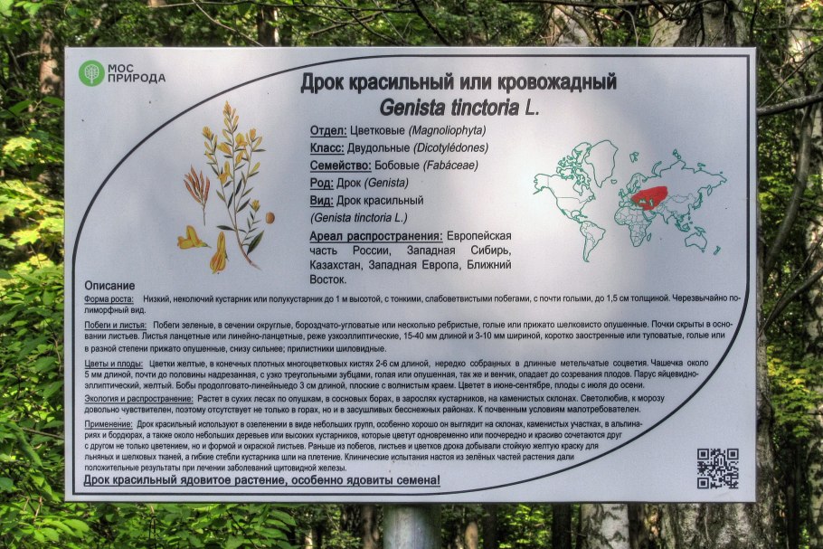 Кустарник Дрок Этна