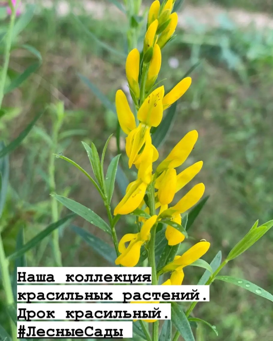 Ракитник Дрок