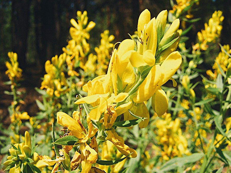 Ракитник Альба