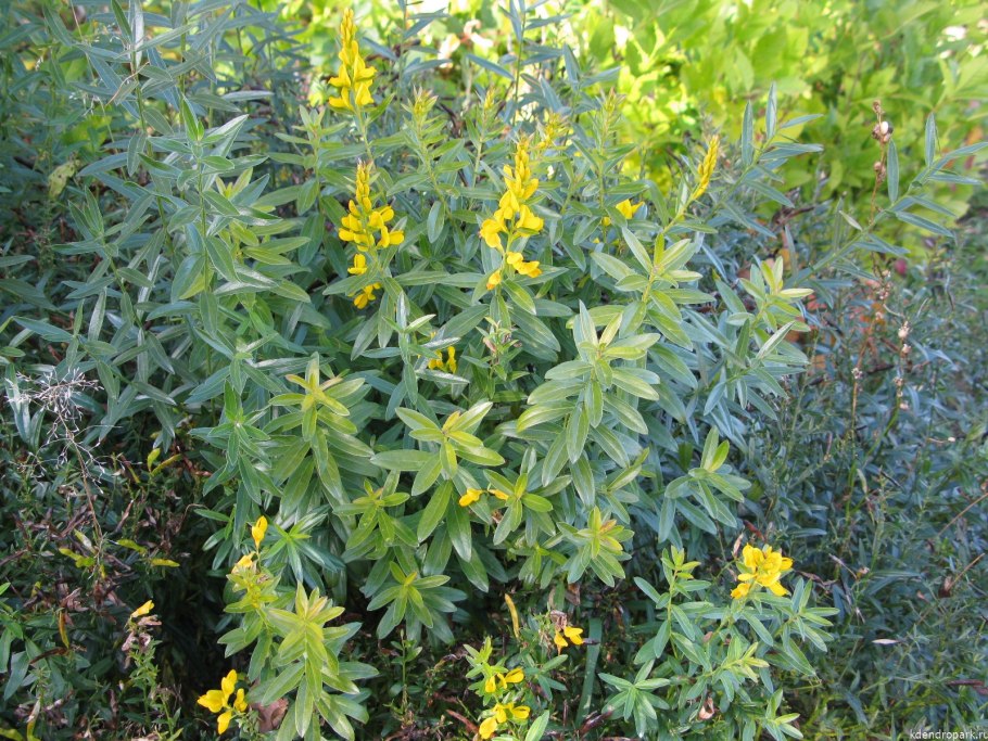 Genista tinctoria