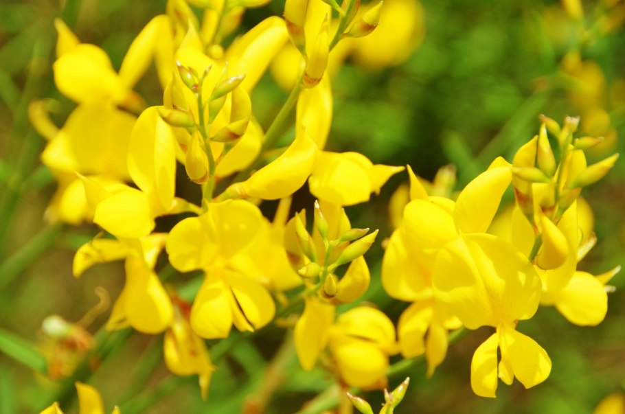 Genista flowering