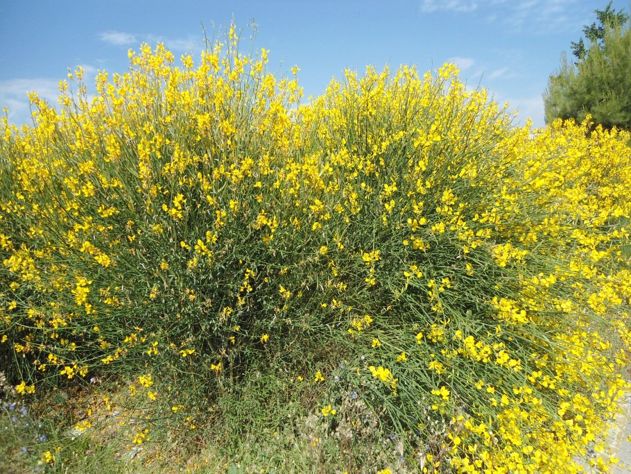 Дрок красильный (Genista tinctoria)