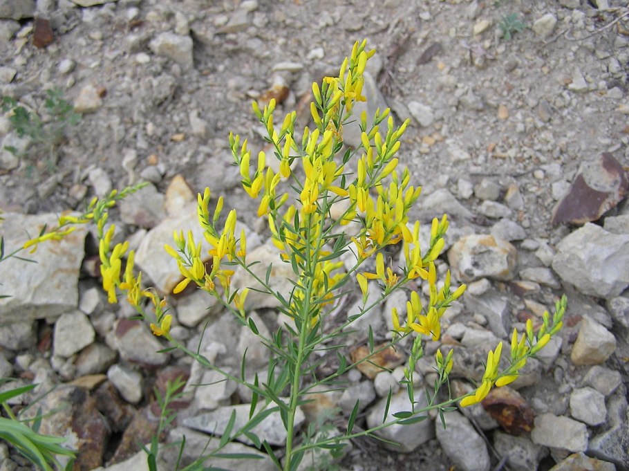 Желтый Дрок цветок