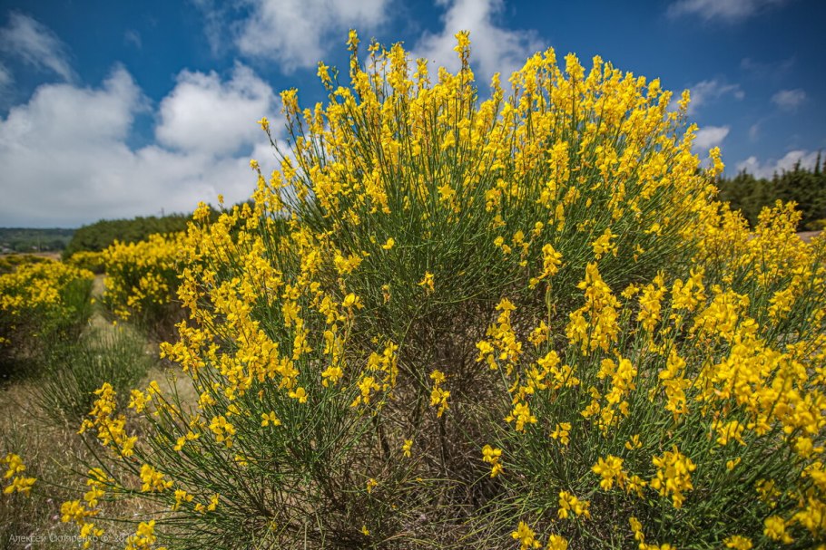 Дрок красильный (трава), 50 г