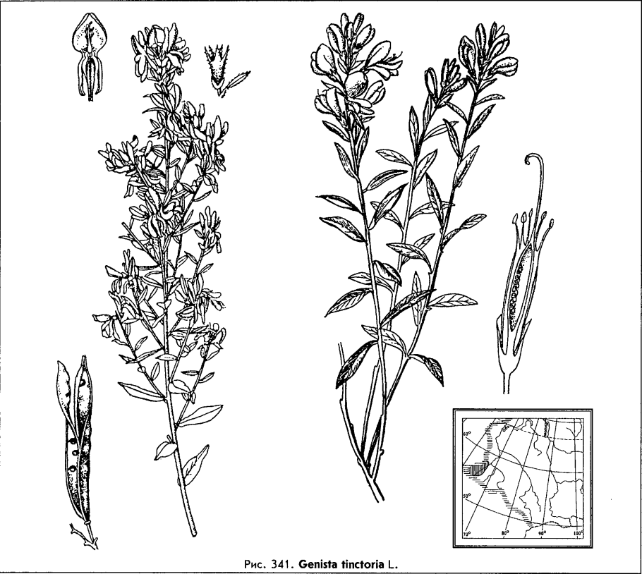 Дрок красильный корневая система
