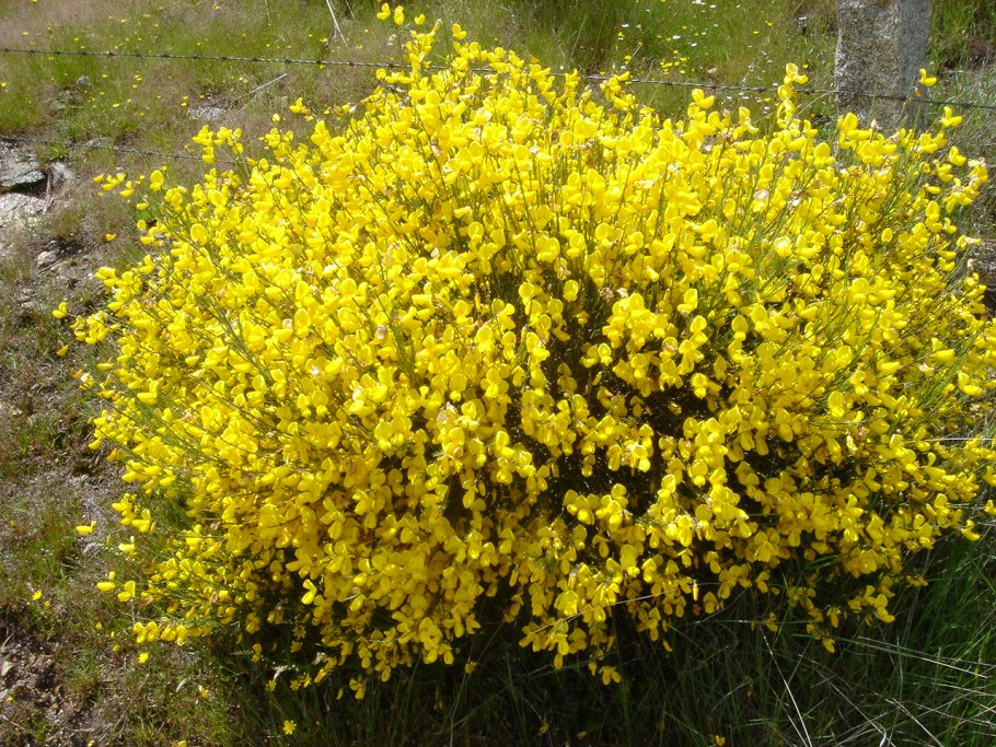 Дрок германский (Genista Germanica)