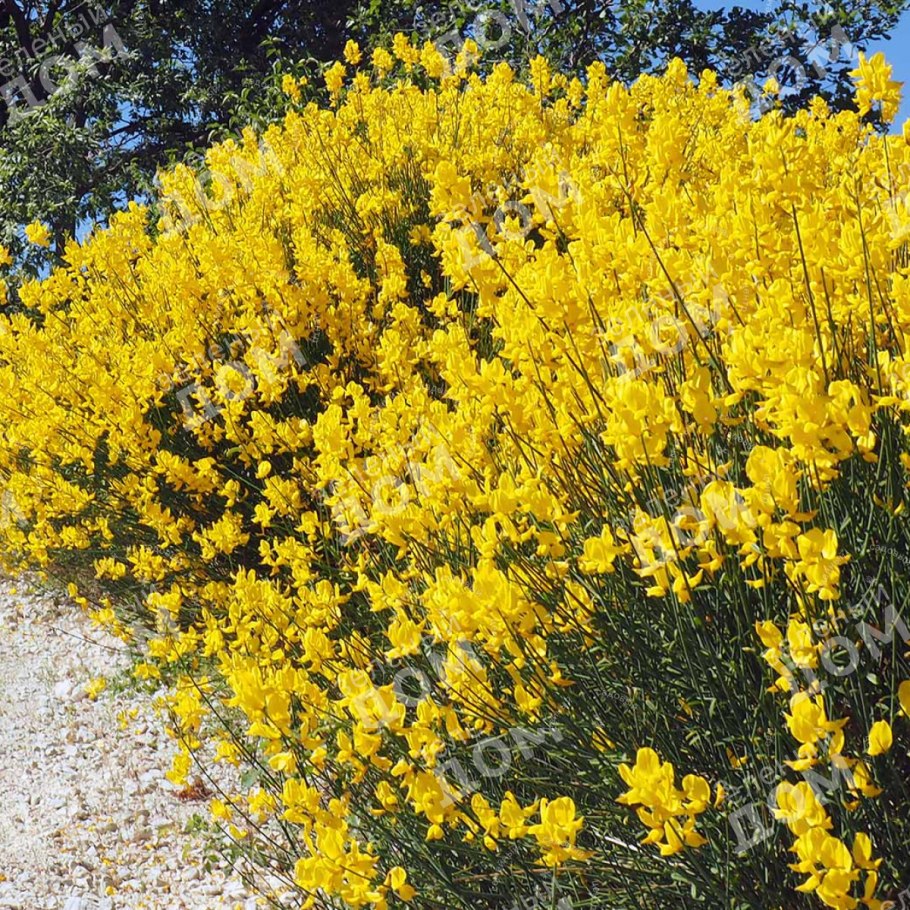 Испанский Дрок растение