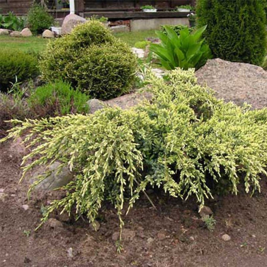 Можжевельник Скуамата Блю карпет
