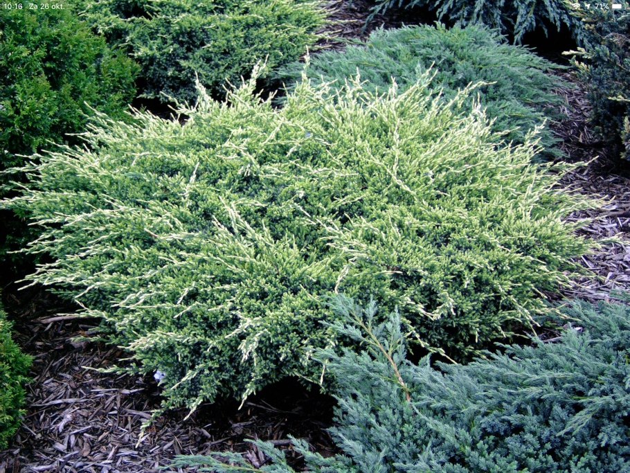 Можжевельник чешуйчатый Floreant