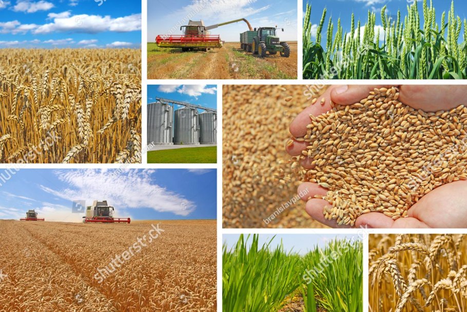 Расценки зерна за тонну