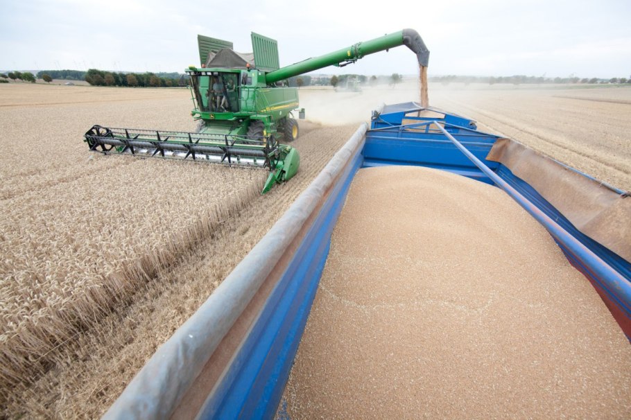 Много зерна