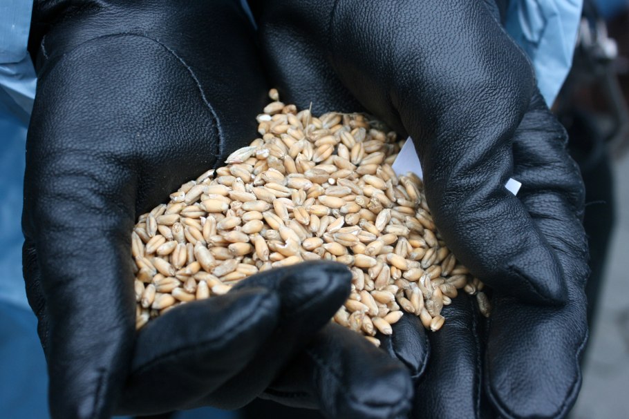 Экспорт пшеницы