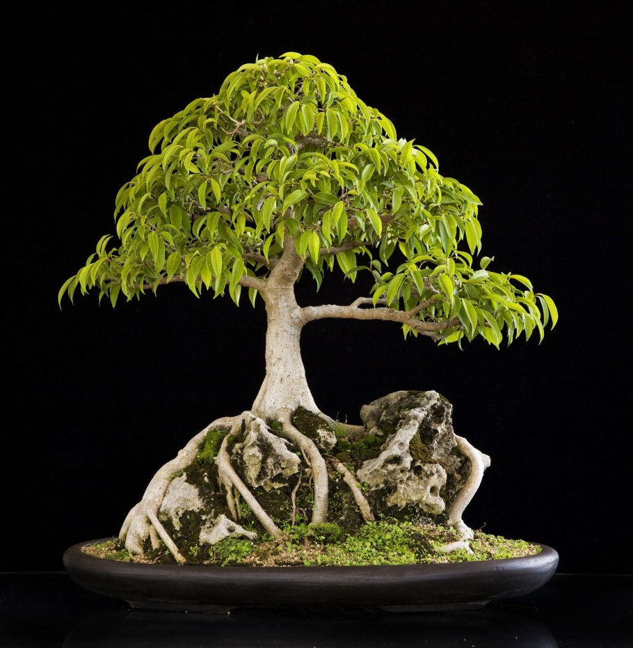 Ficus religiosa бонсай