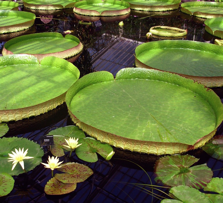 Пруд Ряска Болотная