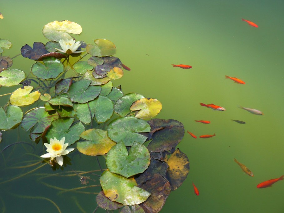 Кувшинки Вьетнама