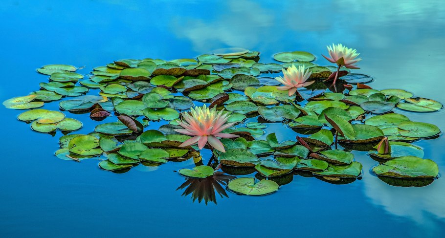 Телорез алоэвидный