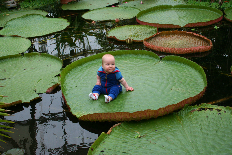 Рдест Маака