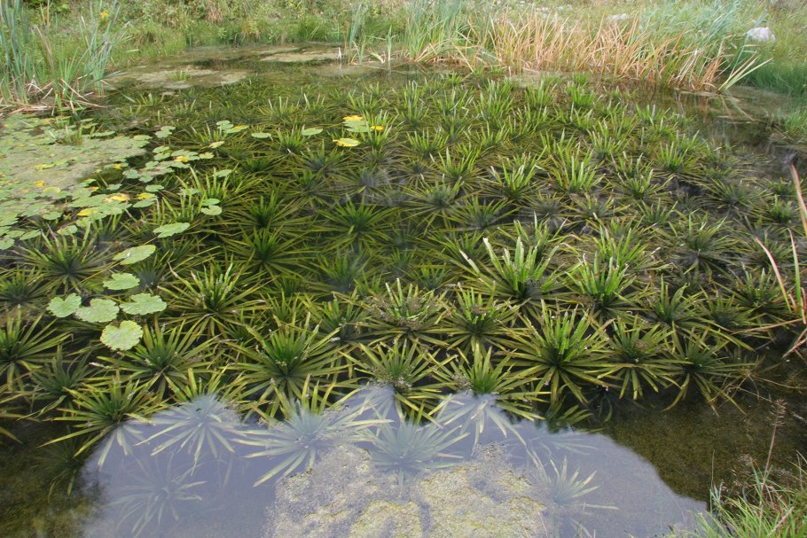 Нимфея водяная Лилия семена