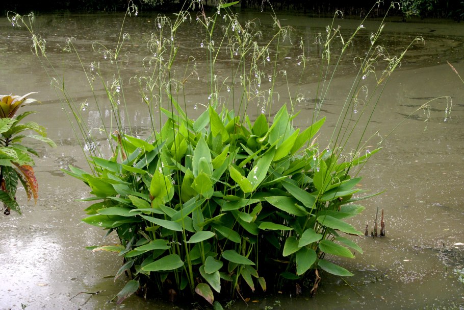 Прибрежно водные растения тростник