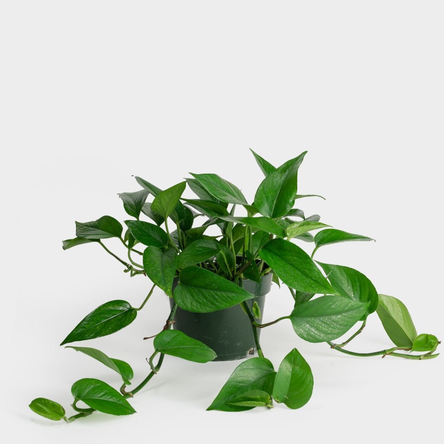 Сциндапсус Jade Epipremnum