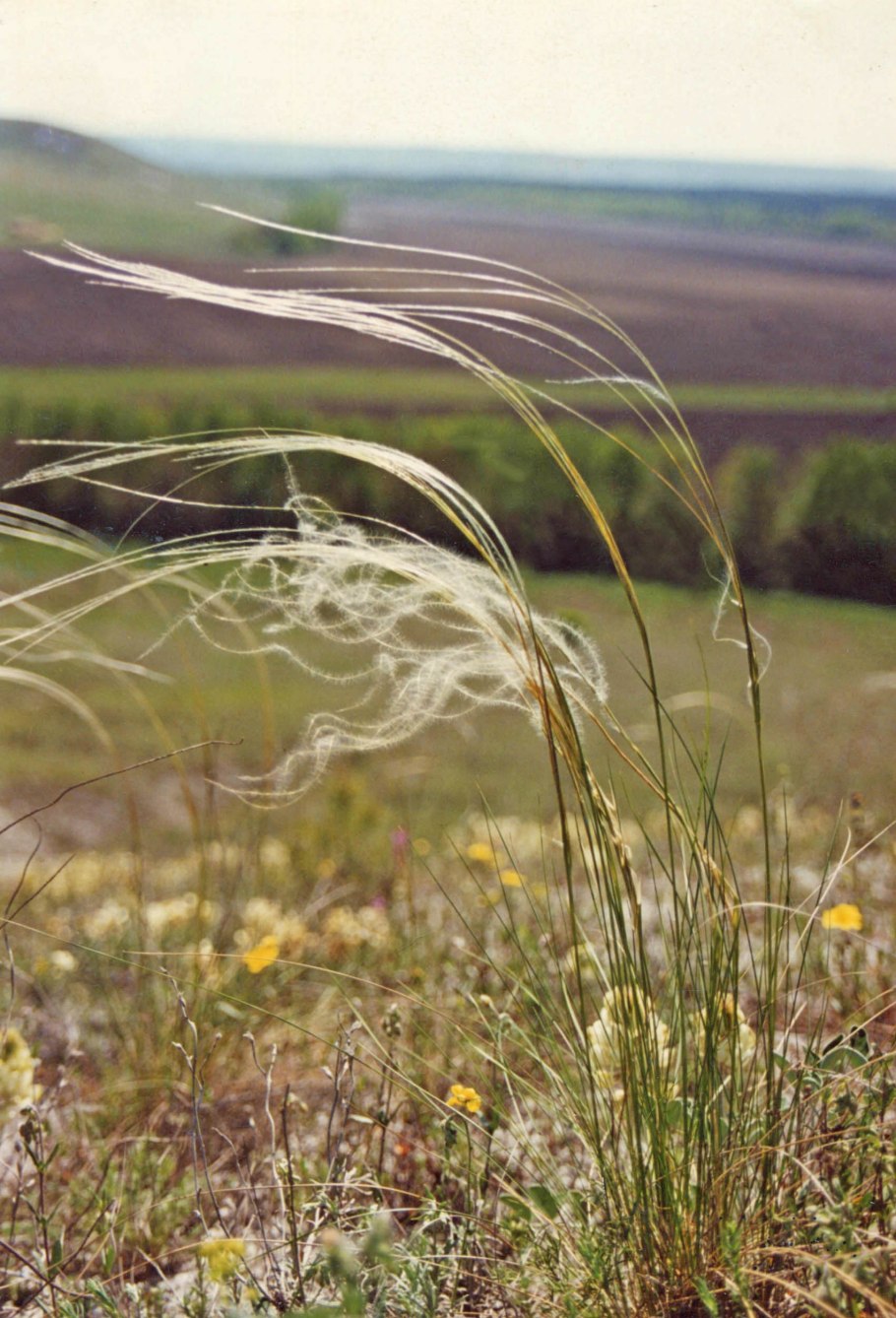 Ковыль Байкальский