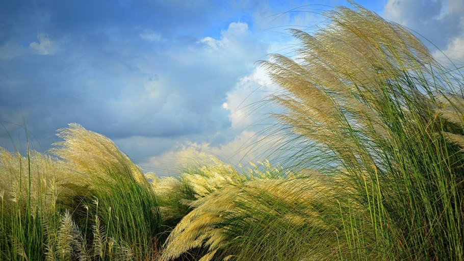 Ковыль (Stipa)