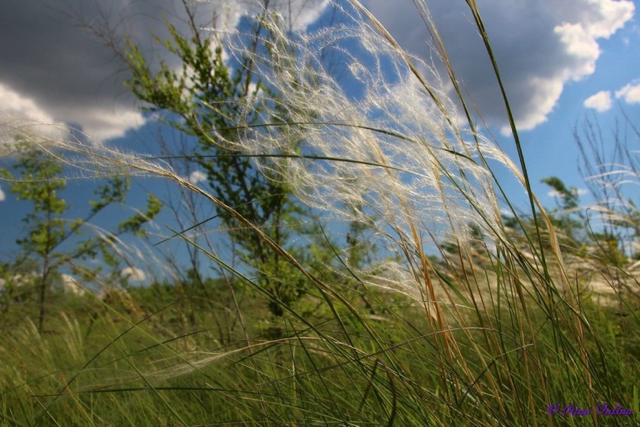 Мюленбергия capillaris