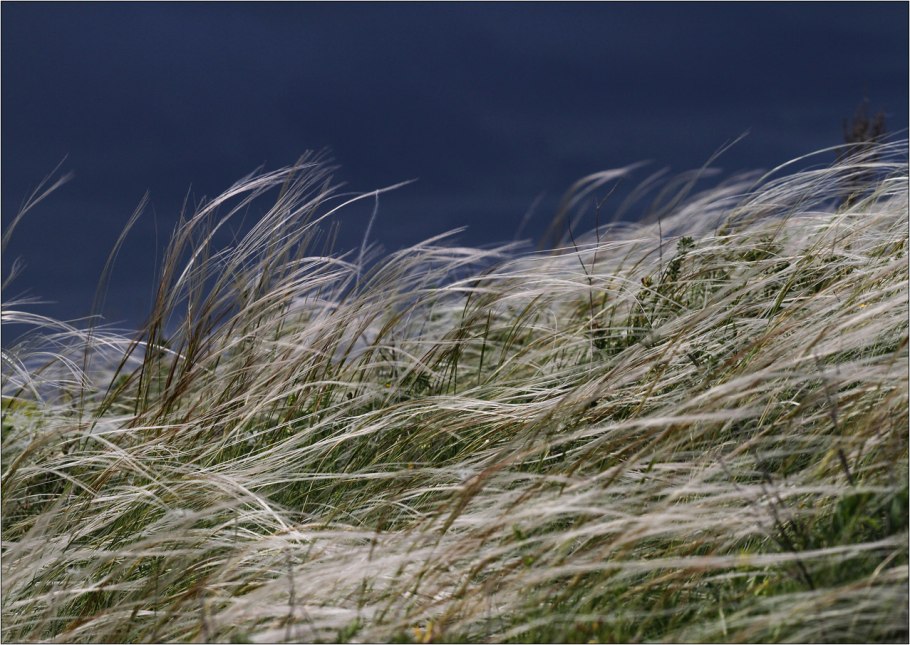 Ковыль Степной