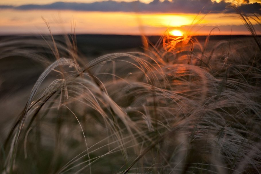 Северная Америка зона степей растения