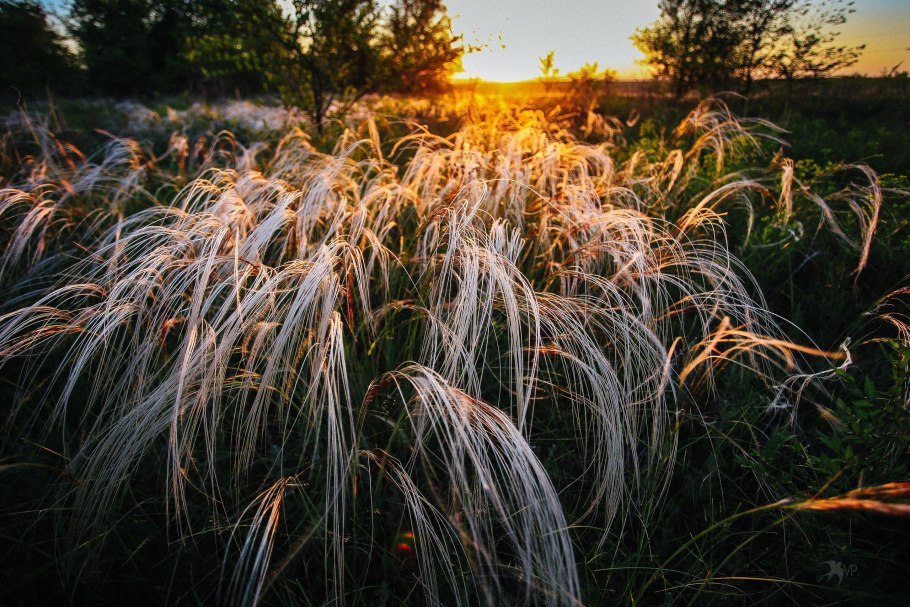 Ковыль Лессинга