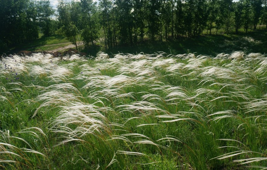 Ковыль гривастый