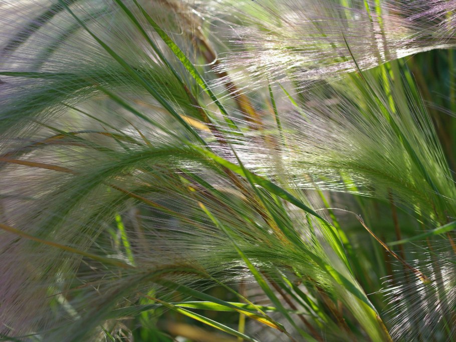 Ковыль Волгоград