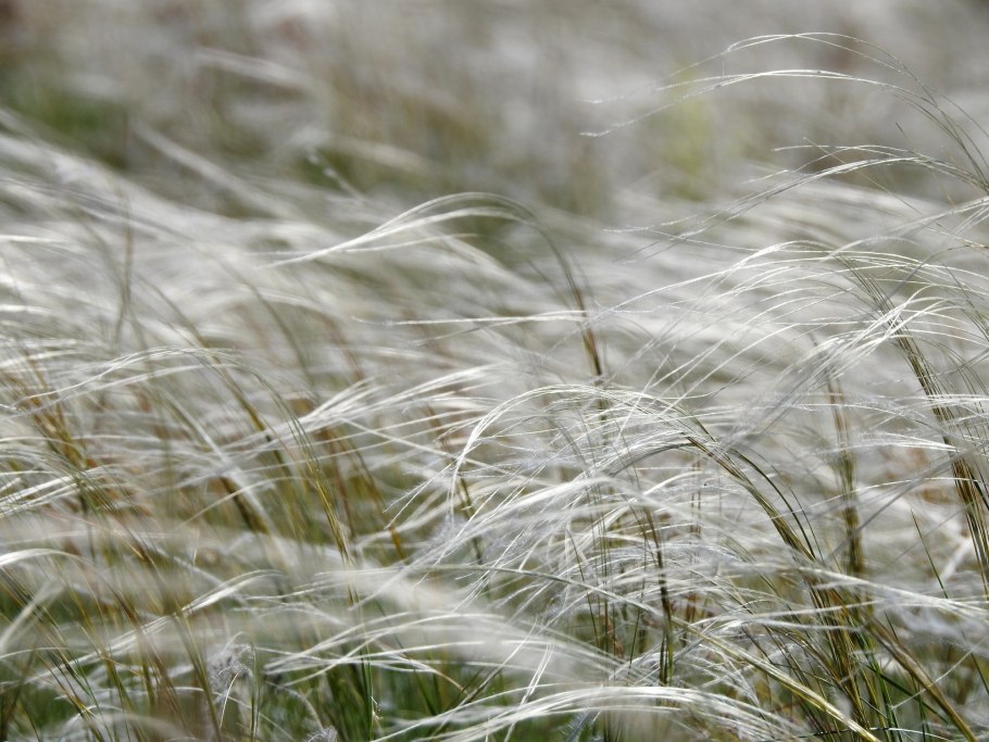 Ковыль Есенина