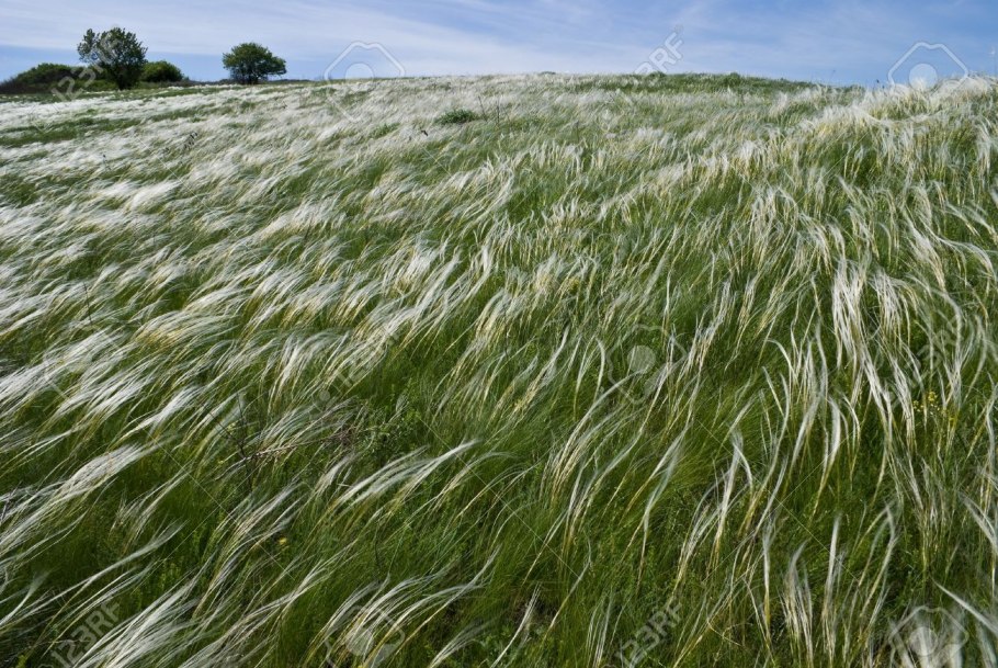 Ковыль перистый сухоцвет