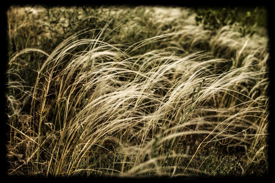 Высокая трава