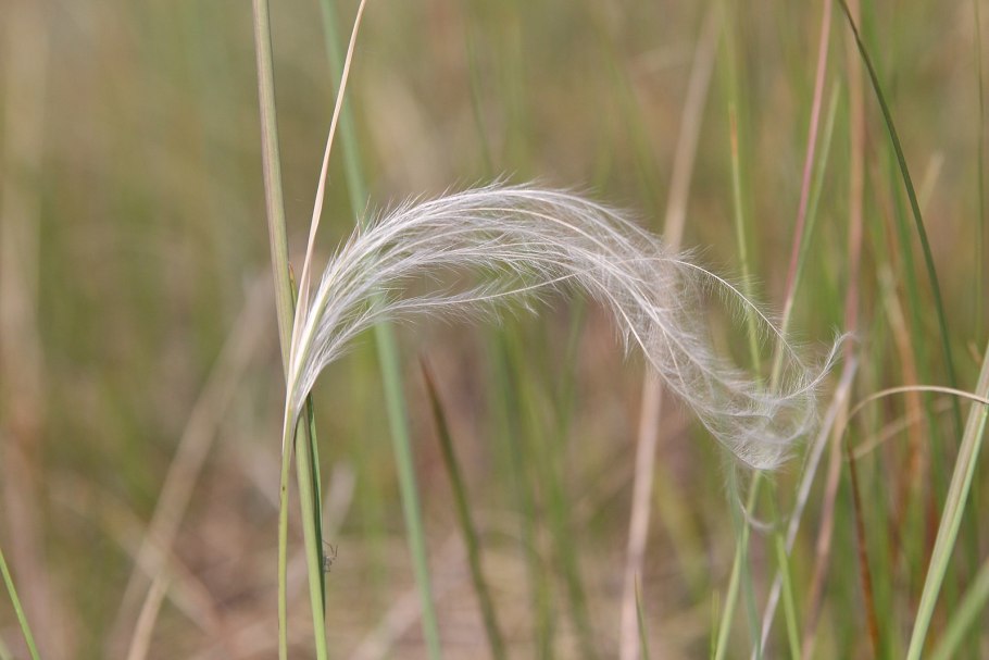 Ковыль перистый