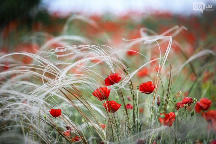 Ковыль под микроскопом