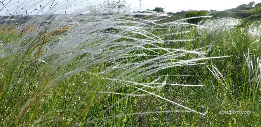 Ковыль ячмень гривастый (Hordeum jubatum)