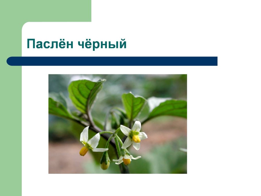 Паслен сладко-Горький формула цветка