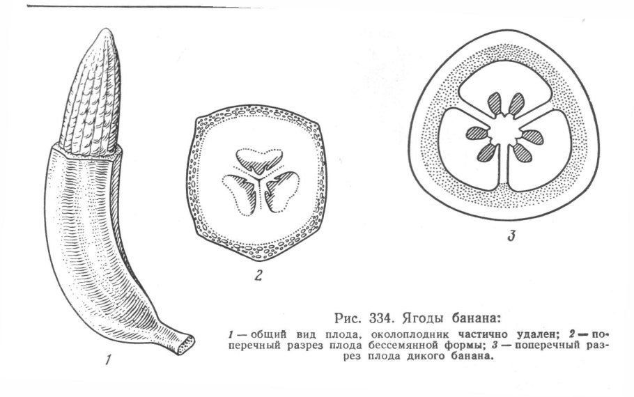 Генеративные репродуктивные органы растения