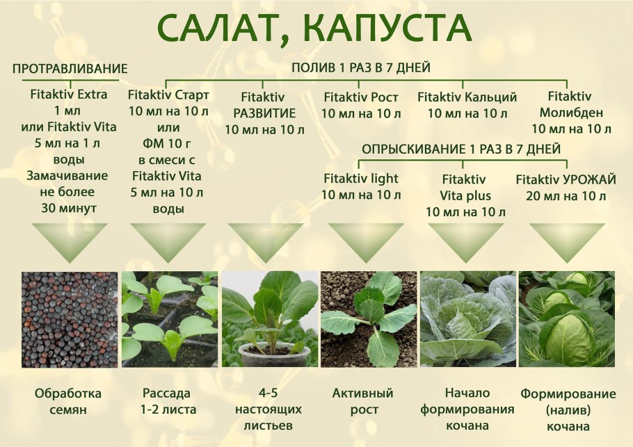 Семейство Яснотковые представители