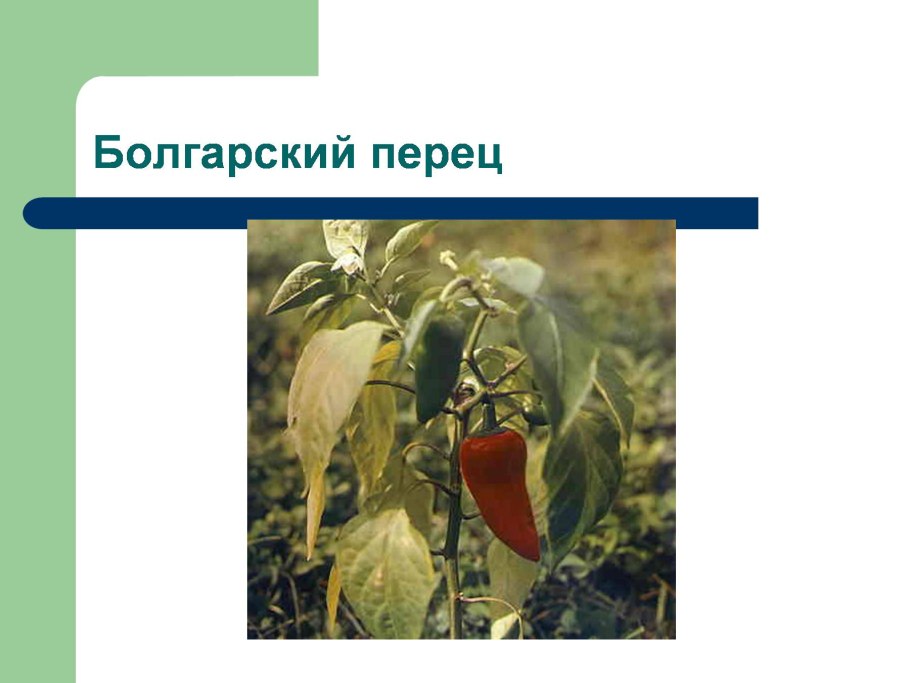 Семейства пасленовые