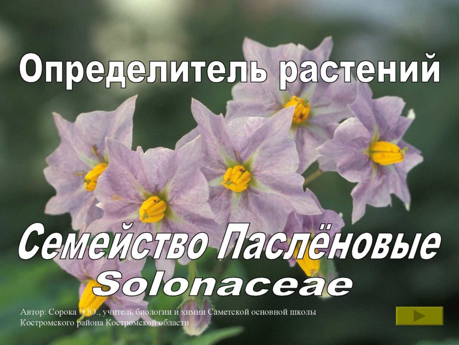 Признаки семейства зонтичные