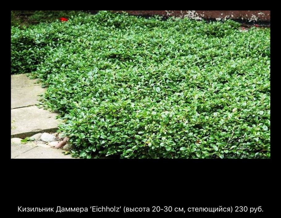 Кизильник блестящий Cotoneaster lucidus