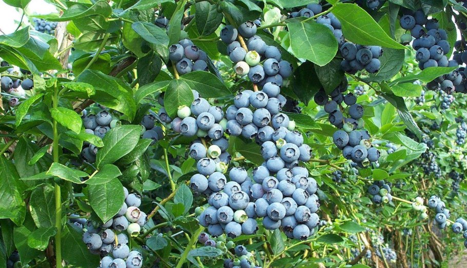 Кизильник Даммера Cotoneaster dammeri