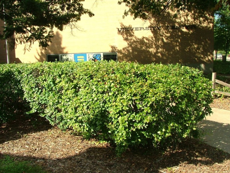 Кизильник горизонтальный (Cotoneaster horizontalis)
