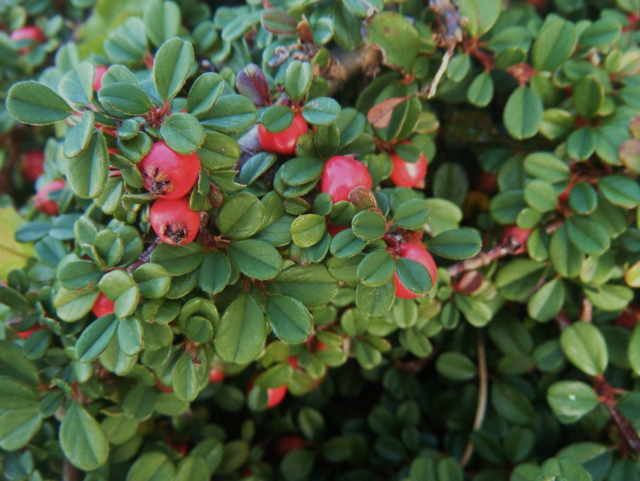 Кизильник Даммера Cotoneaster dammeri