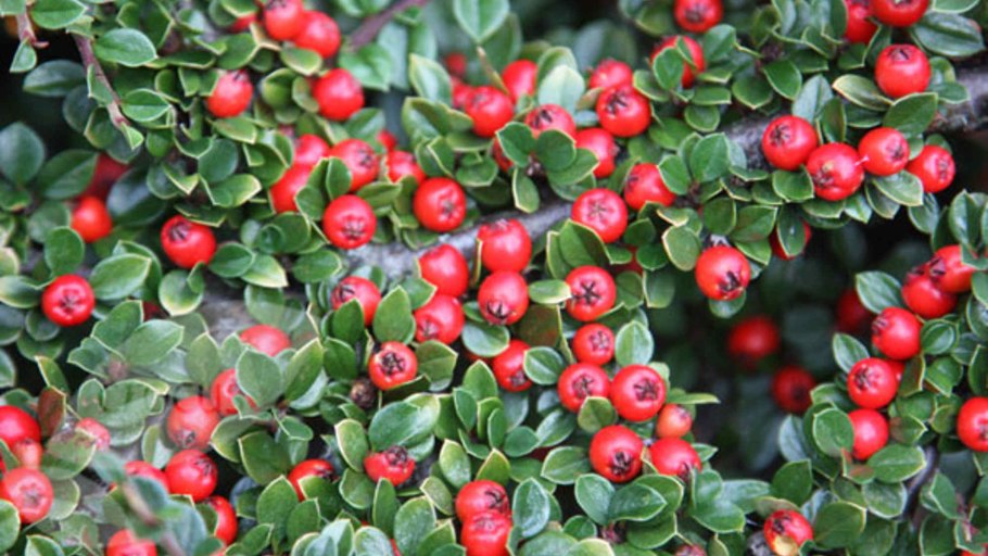 Кизильник алаунский Cotoneaster alaunicus