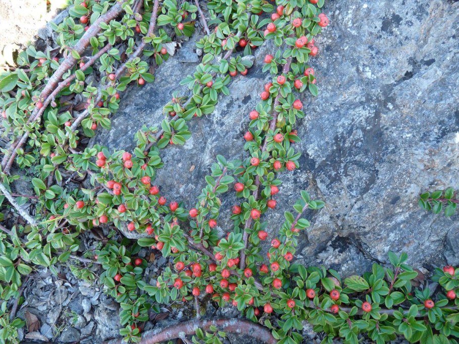 Кизильник Cotoneaster lucidus
