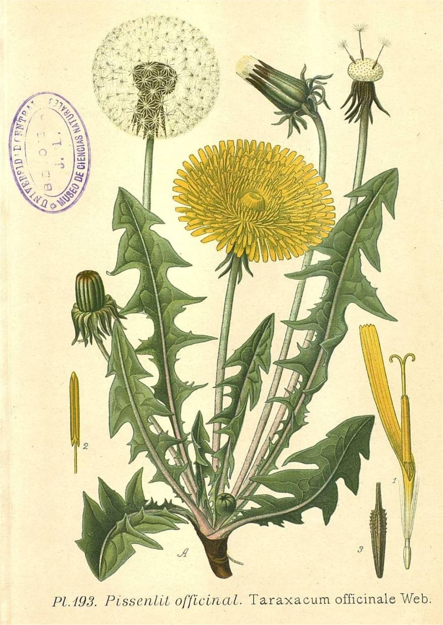 Одуванчик лекарственный корень